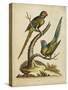 Edwards Parrots V-George Edwards-Stretched Canvas