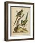 Edwards Parrots V-George Edwards-Framed Art Print