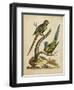 Edwards Parrots V-George Edwards-Framed Art Print