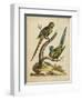 Edwards Parrots V-George Edwards-Framed Art Print