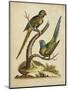 Edwards Parrots V-George Edwards-Mounted Art Print