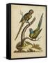 Edwards Parrots V-George Edwards-Framed Stretched Canvas