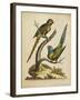 Edwards Parrots V-George Edwards-Framed Art Print