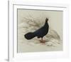 Edwards Pheasant-R Digby-Framed Premium Giclee Print