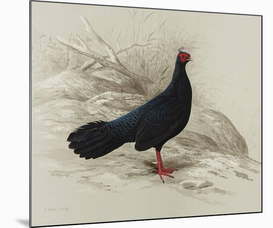 Edwards Pheasant-R Digby-Mounted Premium Giclee Print