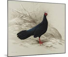 Edwards Pheasant-R Digby-Mounted Premium Giclee Print