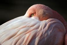 Flamingo-Edwin Butter-Laminated Photographic Print