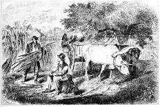 Oxen Hauling Corn, 19th Century-Edwin Forbes-Giclee Print