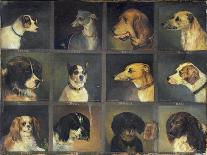 Twelve Favourite Dogs, 1883-Edwin Frederick Holt-Framed Stretched Canvas