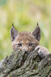 Eurasian lynx kitten, aged six weeks, hiding behind tree-Edwin Giesbers-Photographic Print