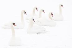 Seven Mute swans sitting on snow, The Netherlands-Edwin Giesbers-Photographic Print