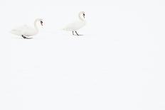 Seven Mute swans sitting on snow, The Netherlands-Edwin Giesbers-Photographic Print