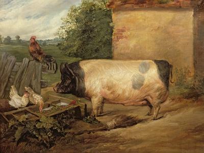 Portrait of a Prize Pig, Property of Squire Weston of Essex, 1810
