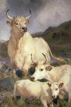 Wild Cattle of Chillingham, Northumberland, C.1867-Edwin Landseer-Giclee Print