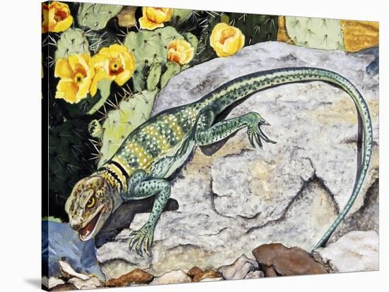 Eeastern Collared Lizard (Crotaphytus Collaris), Crotaphytidae-null-Stretched Canvas