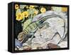 Eeastern Collared Lizard (Crotaphytus Collaris), Crotaphytidae-null-Framed Stretched Canvas