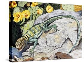 Eeastern Collared Lizard (Crotaphytus Collaris), Crotaphytidae-null-Stretched Canvas