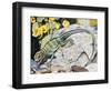 Eeastern Collared Lizard (Crotaphytus Collaris), Crotaphytidae-null-Framed Giclee Print