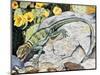 Eeastern Collared Lizard (Crotaphytus Collaris), Crotaphytidae-null-Mounted Giclee Print