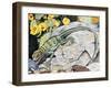 Eeastern Collared Lizard (Crotaphytus Collaris), Crotaphytidae-null-Framed Giclee Print