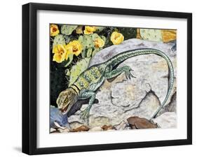 Eeastern Collared Lizard (Crotaphytus Collaris), Crotaphytidae-null-Framed Giclee Print