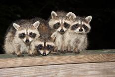 Four Cute Baby Raccoons on A Deck Railing-EEI_Tony-Photographic Print