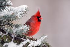 Northern Cardinal Perched in A Tree-EEI_Tony-Photographic Print