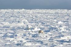 Polar Bear on Ice-EEI_Tony-Photographic Print