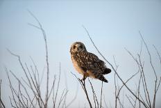 Short Eared Owl-EEI_Tony-Photographic Print