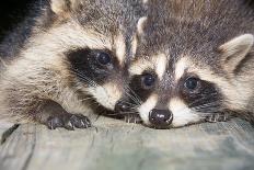 Four Cute Baby Raccoons on A Deck Railing-EEI_Tony-Photographic Print