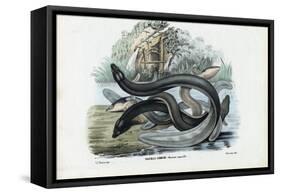 Eel, 1863-79-Raimundo Petraroja-Framed Stretched Canvas