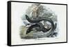 Eel, 1863-79-Raimundo Petraroja-Framed Stretched Canvas