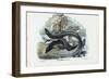 Eel, 1863-79-Raimundo Petraroja-Framed Giclee Print