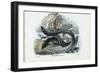 Eel, 1863-79-Raimundo Petraroja-Framed Giclee Print
