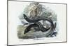 Eel, 1863-79-Raimundo Petraroja-Mounted Giclee Print
