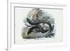 Eel, 1863-79-Raimundo Petraroja-Framed Giclee Print