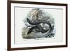 Eel, 1863-79-Raimundo Petraroja-Framed Giclee Print