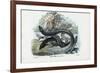 Eel, 1863-79-Raimundo Petraroja-Framed Giclee Print