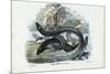 Eel, 1863-79-Raimundo Petraroja-Mounted Giclee Print