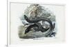 Eel, 1863-79-Raimundo Petraroja-Framed Premium Giclee Print