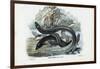 Eel, 1863-79-Raimundo Petraroja-Framed Premium Giclee Print