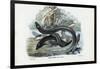 Eel, 1863-79-Raimundo Petraroja-Framed Premium Giclee Print