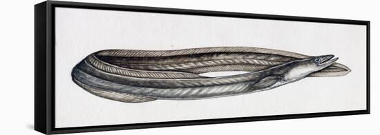 Eel (Anguilla Anguilla), Anguillidae-null-Framed Stretched Canvas