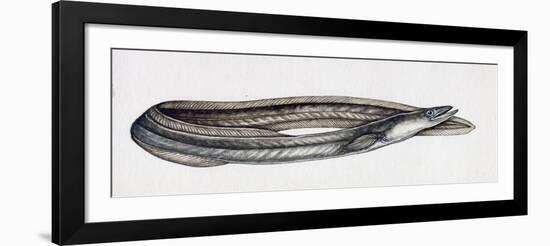 Eel (Anguilla Anguilla), Anguillidae-null-Framed Giclee Print