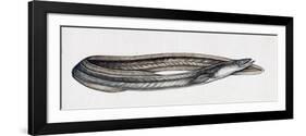 Eel (Anguilla Anguilla), Anguillidae-null-Framed Giclee Print