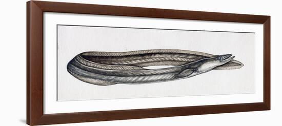 Eel (Anguilla Anguilla), Anguillidae-null-Framed Giclee Print