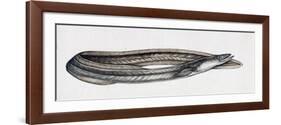 Eel (Anguilla Anguilla), Anguillidae-null-Framed Giclee Print