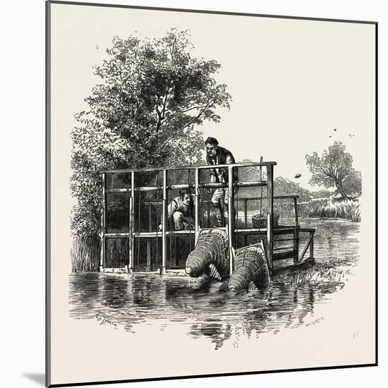 Eel Bucks on the Thames, Scenery of the Thames, UK, 19th Century-null-Mounted Giclee Print