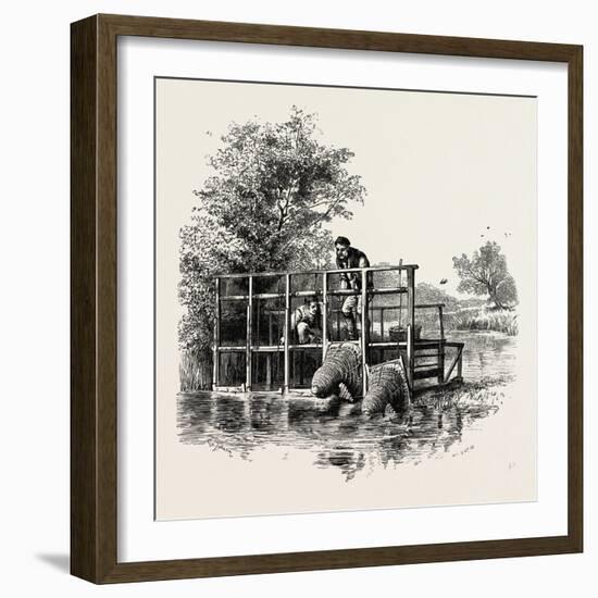 Eel Bucks on the Thames, UK-null-Framed Giclee Print