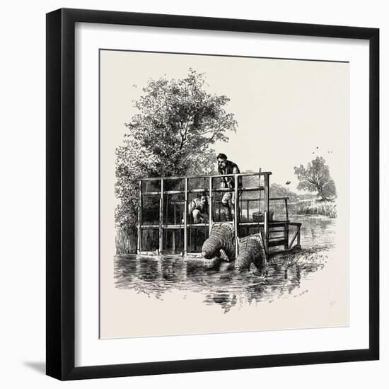 Eel Bucks on the Thames, UK-null-Framed Giclee Print